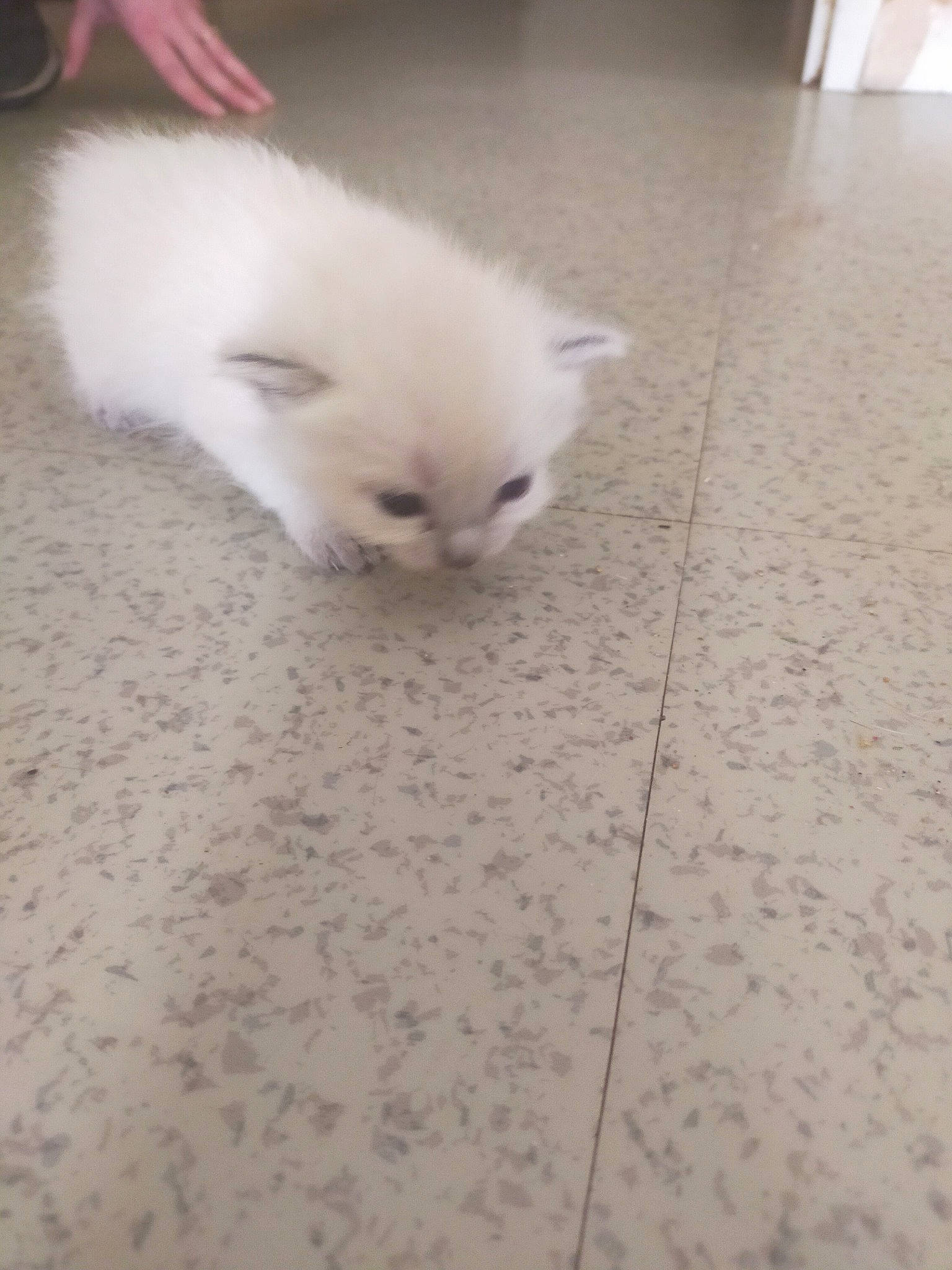 Celestia participe au concours pour gagner de l'argent avec cette photo : canidae, carnivore, cat, companion_dog, dog, dog_breed, fawn, felidae, floor, flooring, hardwood, samoyed, small_to_medium_sized_cats, snout, spitz, sporting_group, tail, toy_dog, whiskers, wood