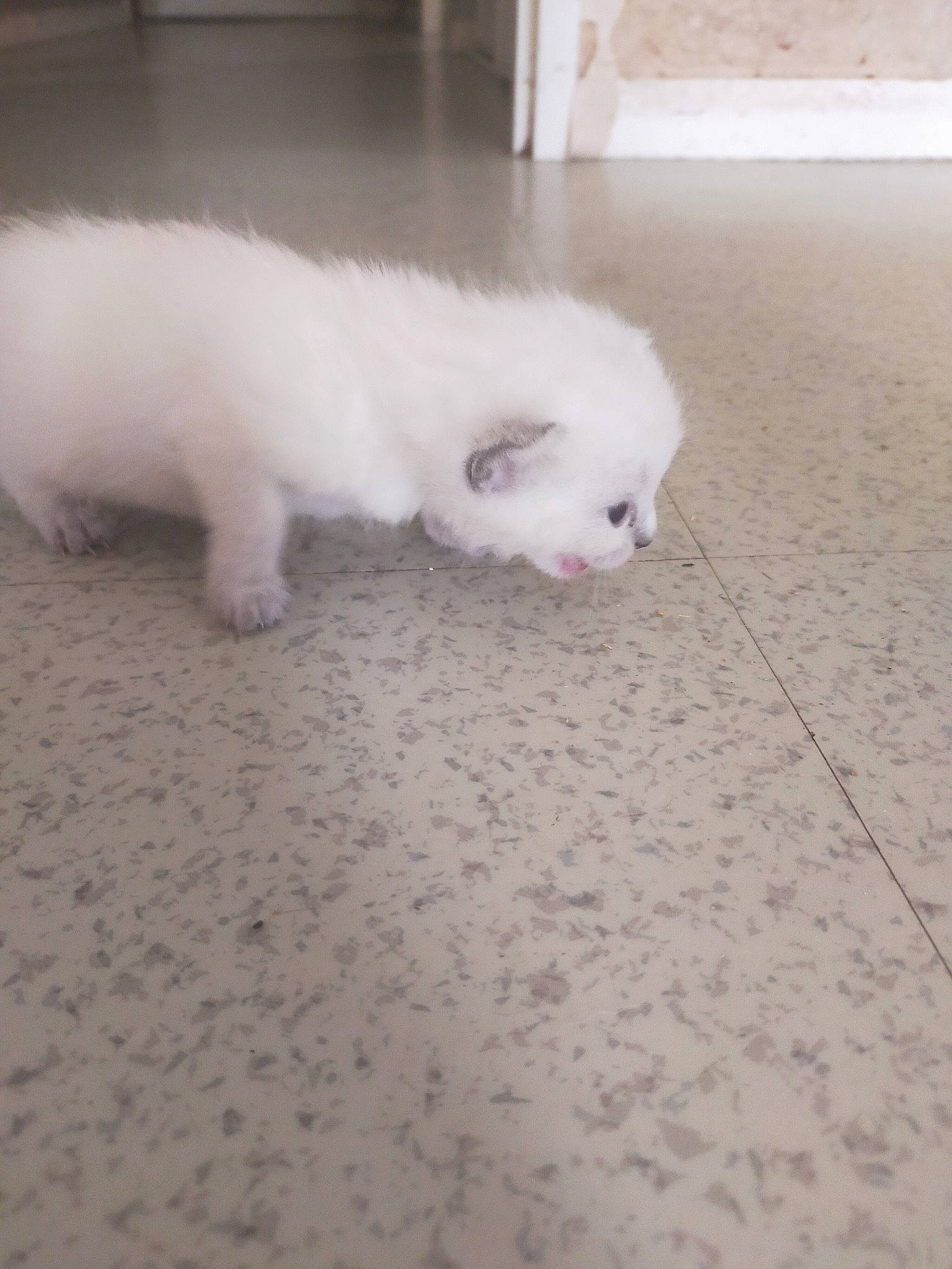 Celestia participe au concours pour gagner de l'argent avec cette photo : canidae, carnivore, cat, companion_dog, composite_material, dog_breed, fawn, felidae, flooring, fur, hardwood, natural_material, non_sporting_group, road_surface, small_to_medium_sized_cats, snout, tail, terrestrial_animal, whiskers, wood