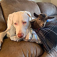 Sky joined the competition — help win amazing prizes! animal_pair, baby_goat, blanket, blue_eyes, brown_couch, close_up, companion, couch, cozy, cute, dog, domestic_animals, fur, indoor, pet, pillow, relaxing, resting, snuggle, white_dog