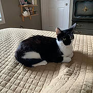 Ziggy is registered to the contest to win money with this photo: cat, black_and_white, bed, quilt, indoor, pet, feline, resting, animal, cozy, window, light, furniture, bedroom, decor, white, black, quiet, sleepy, curious
