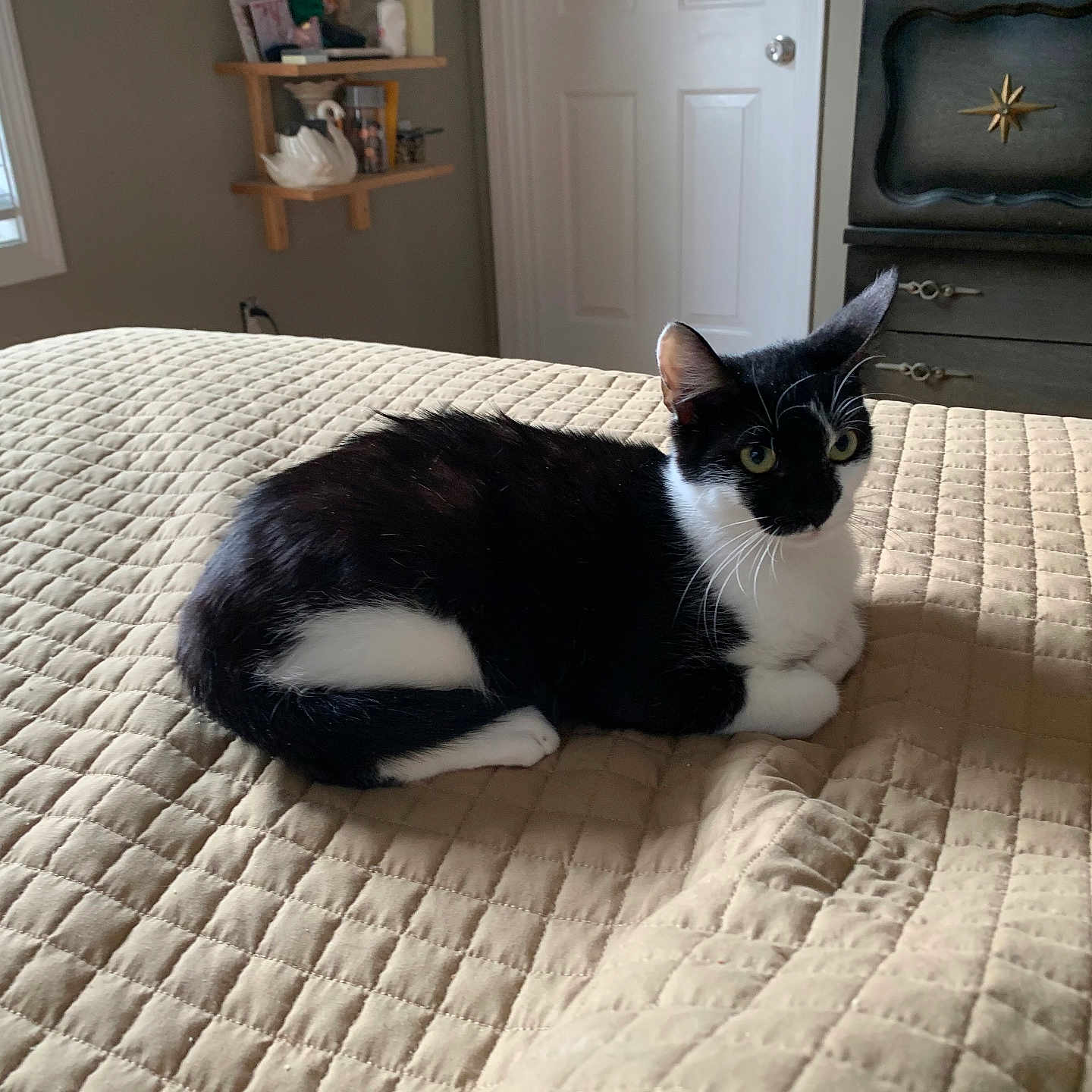 Ziggy is registered to the contest to win money with this photo: animal, bed, bedroom, black, black_and_white, cat, cozy, curious, decor, feline, furniture, indoor, light, pet, quiet, quilt, resting, sleepy, white, window