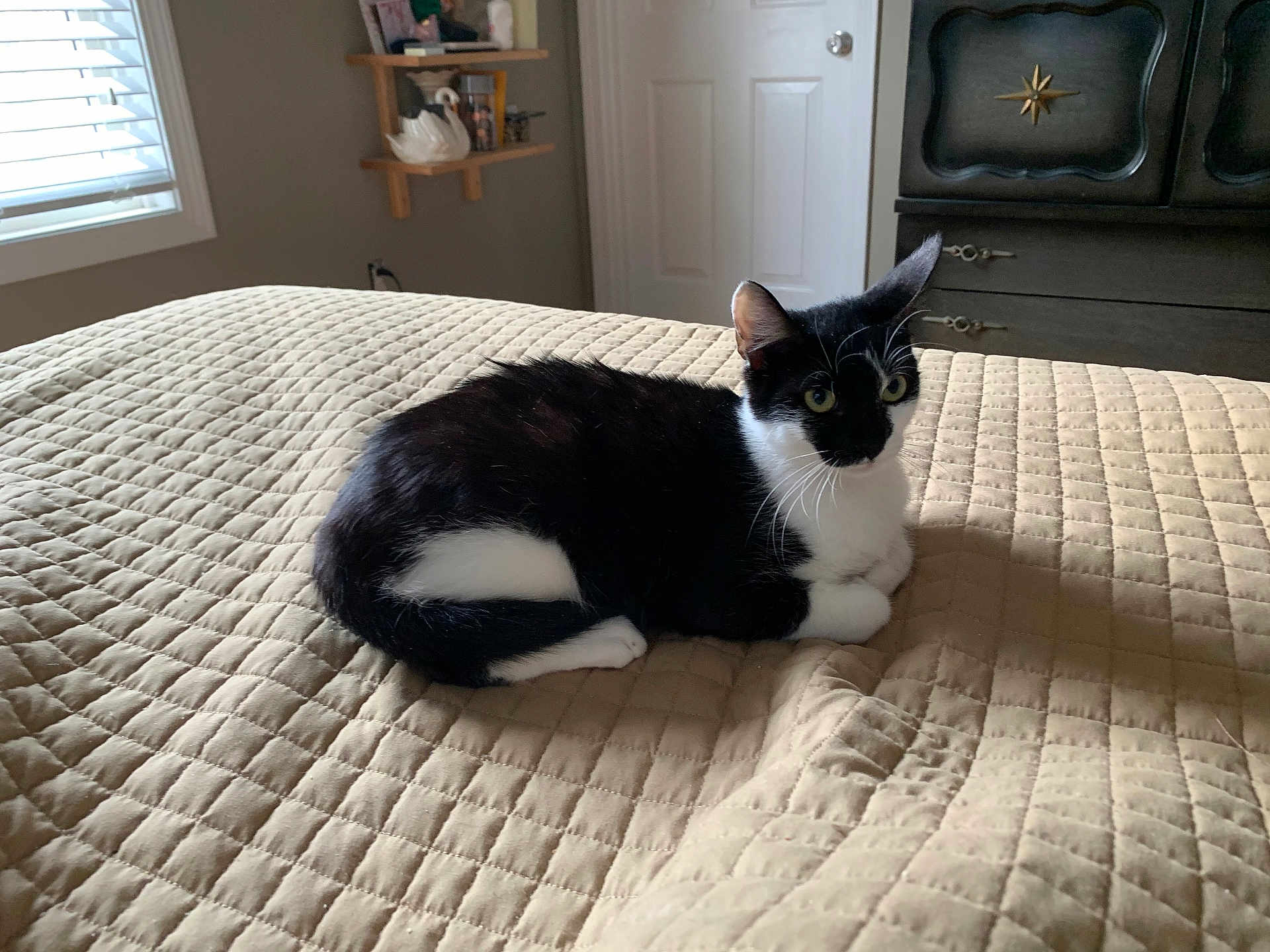 Ziggy is registered to the contest to win money with this photo: cat, black_and_white, bed, quilt, indoor, pet, feline, resting, animal, cozy, window, light, furniture, bedroom, decor, white, black, quiet, sleepy, curious