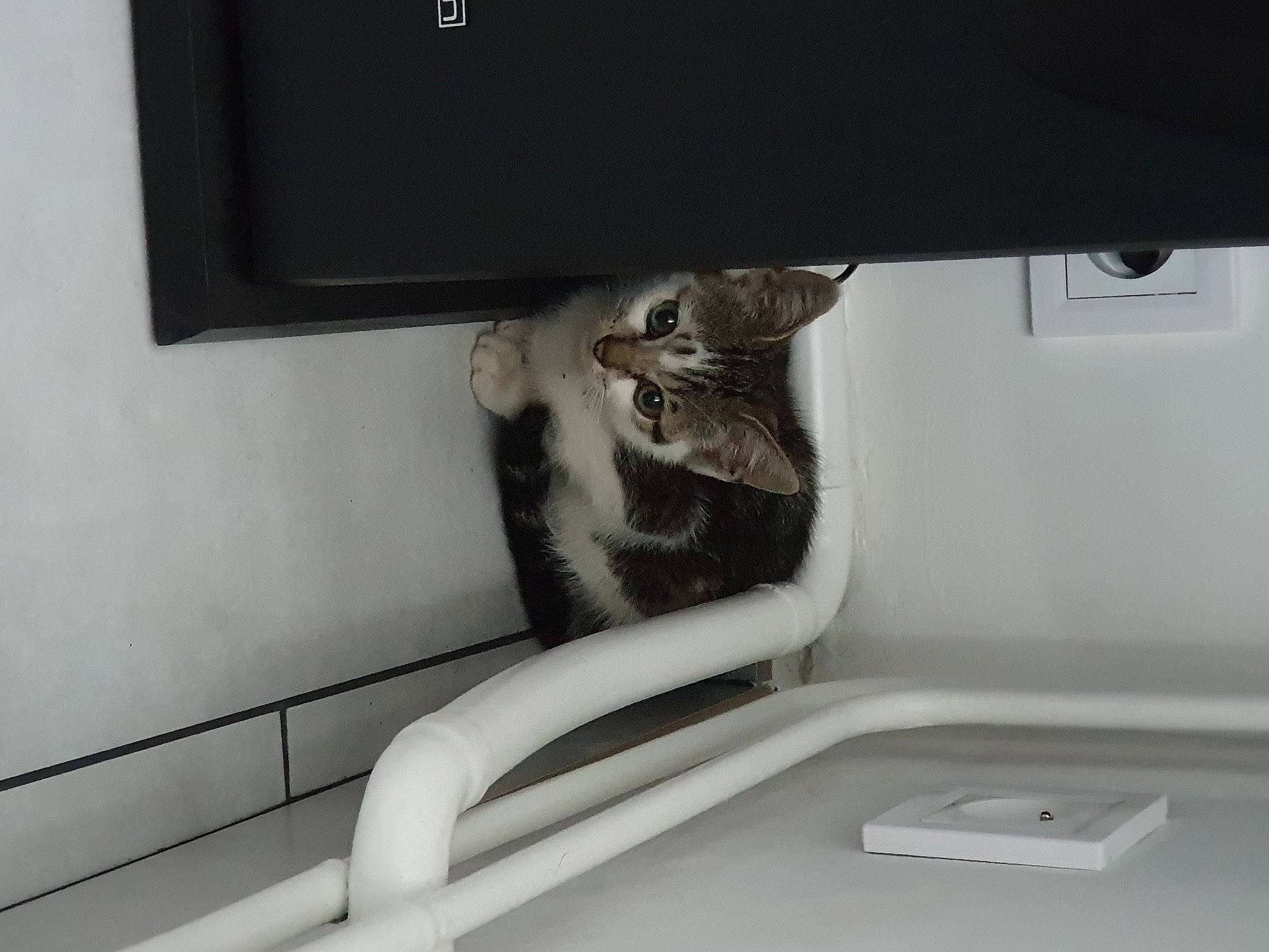 Pepito participe au concours pour gagner de l'argent avec cette photo : carnivore, cat, comfort, display_device, domestic_short_haired_cat, felidae, flat_panel_display, fur, grey, lcd_tv, metal, monochrome, monochrome_photography, output_device, room, shelf, small_to_medium_sized_cats, tail, television_set, whiskers