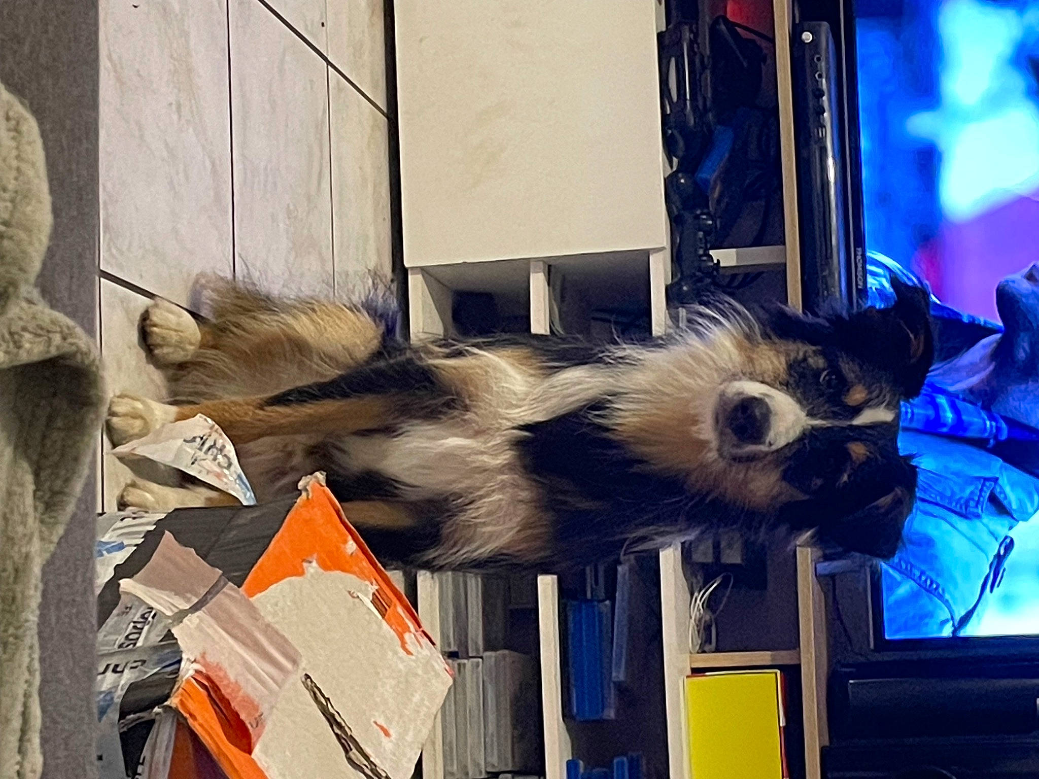 Tekila a rejoint le concours — aidez-le/la à gagner de superbes lots ! canidae, carnivore, companion_dog, dog_breed, fur, small_terrier, snout, sporting_group, tail, visual_arts, window, wing, wood