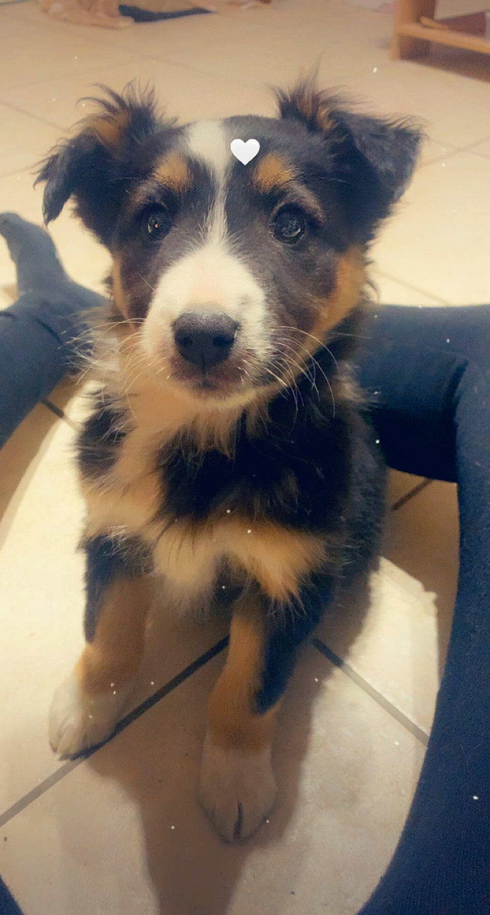 Tekila participe au concours pour gagner de l'argent avec cette photo : australian_collie, border_collie, canidae, carnivore, companion_dog, dog, dog_breed, fur, herding_dog, puppy, snout, sporting_group, texas_heeler, toy_dog, whiskers, working_animal, working_dog