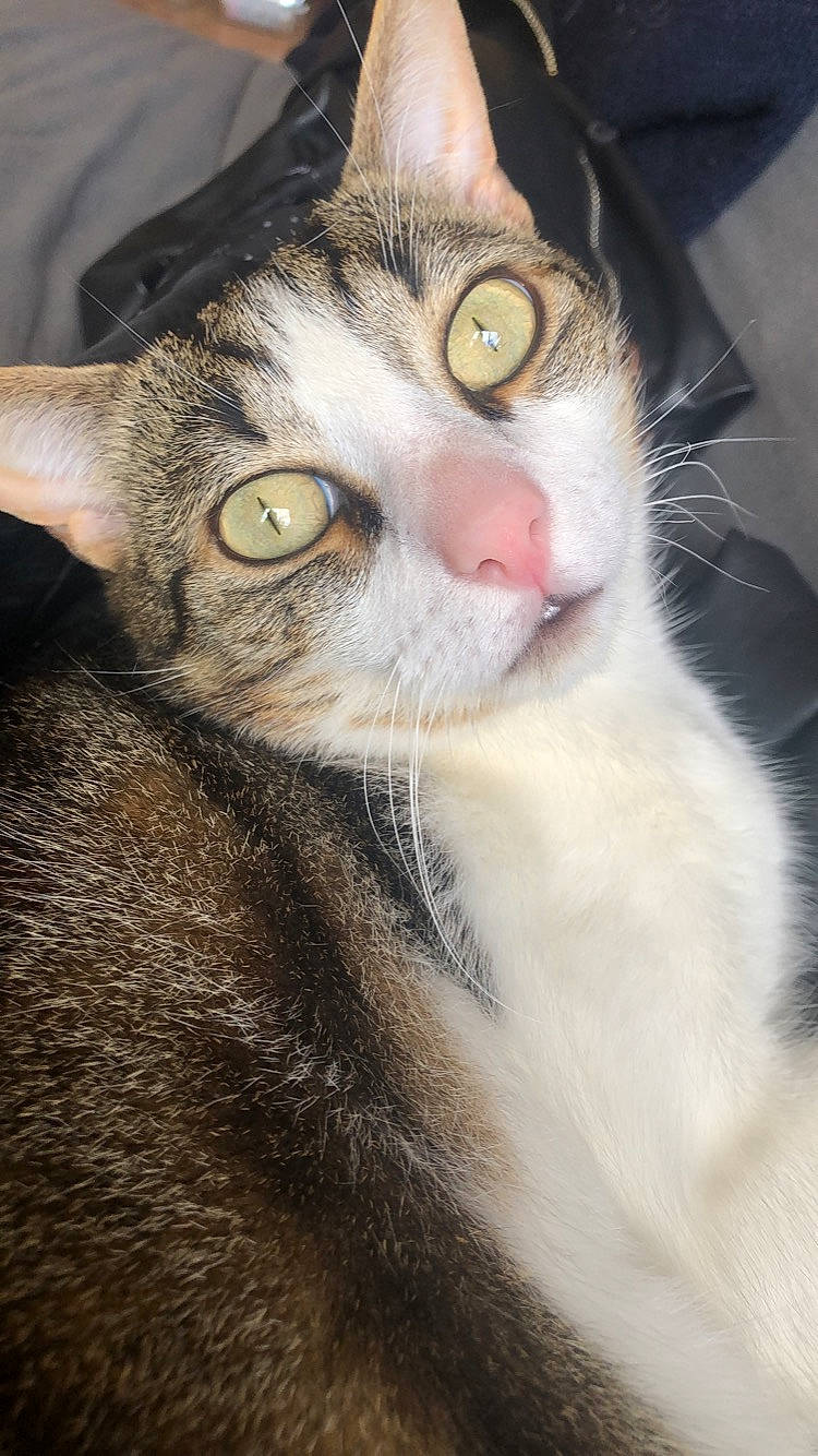 Olympe participe au concours pour gagner de l'argent avec cette photo : aegean_cat, american_wirehair, asian, carnivore, cat, close_up, domestic_short_haired_cat, european_shorthair, eye, felidae, fur, kitten, mammal, nose, singapura, small_to_medium_sized_cats, snout, tabby_cat, whiskers