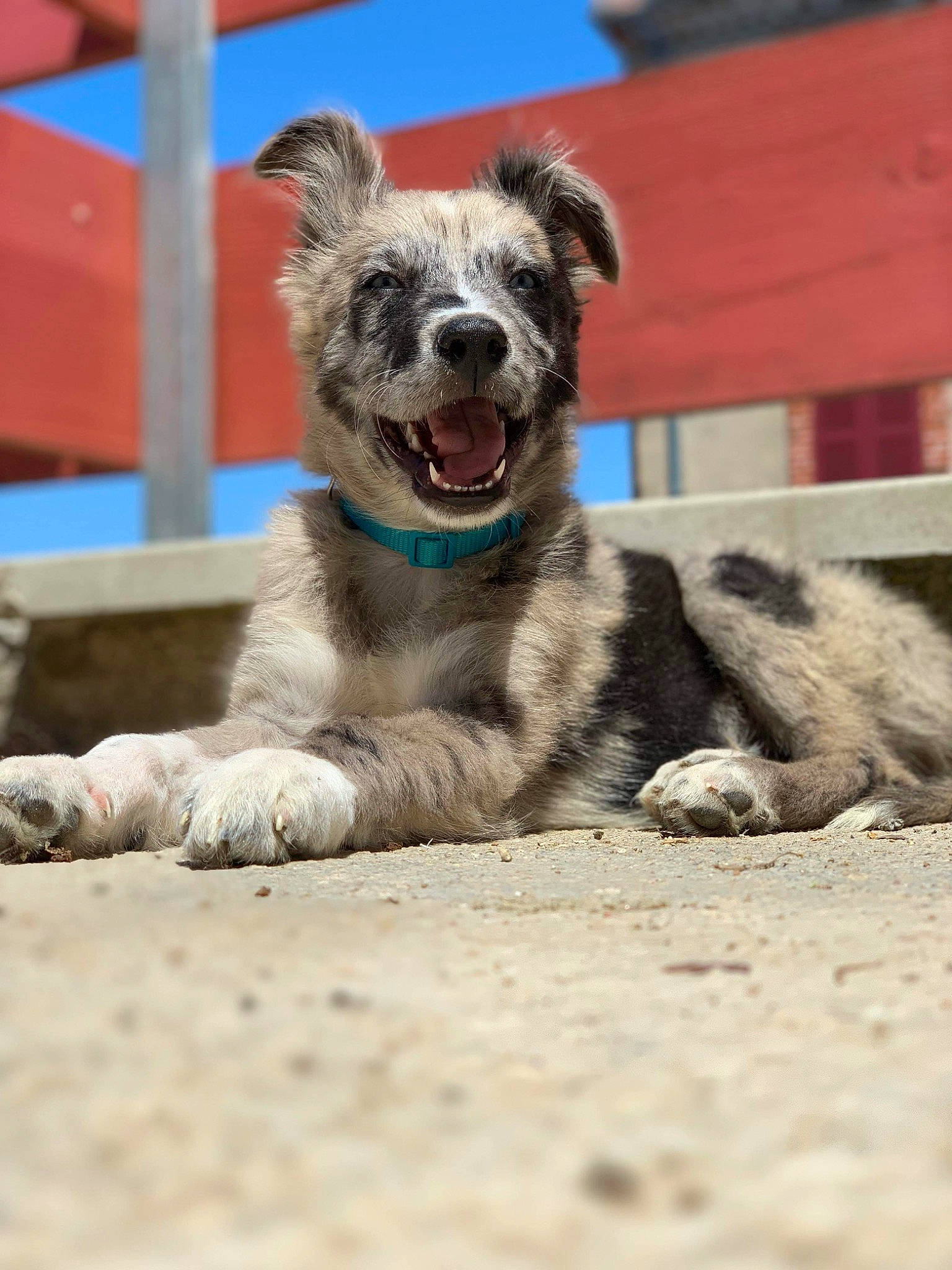 Terreur participe au concours pour gagner de l'argent avec cette photo : canidae, carnivore, companion_dog, dog, dog_breed, dog_collar, fawn, fur, non_sporting_group, sky, snout, sporting_group, tail, terrestrial_animal, terrier, whiskers, working_animal, working_dog