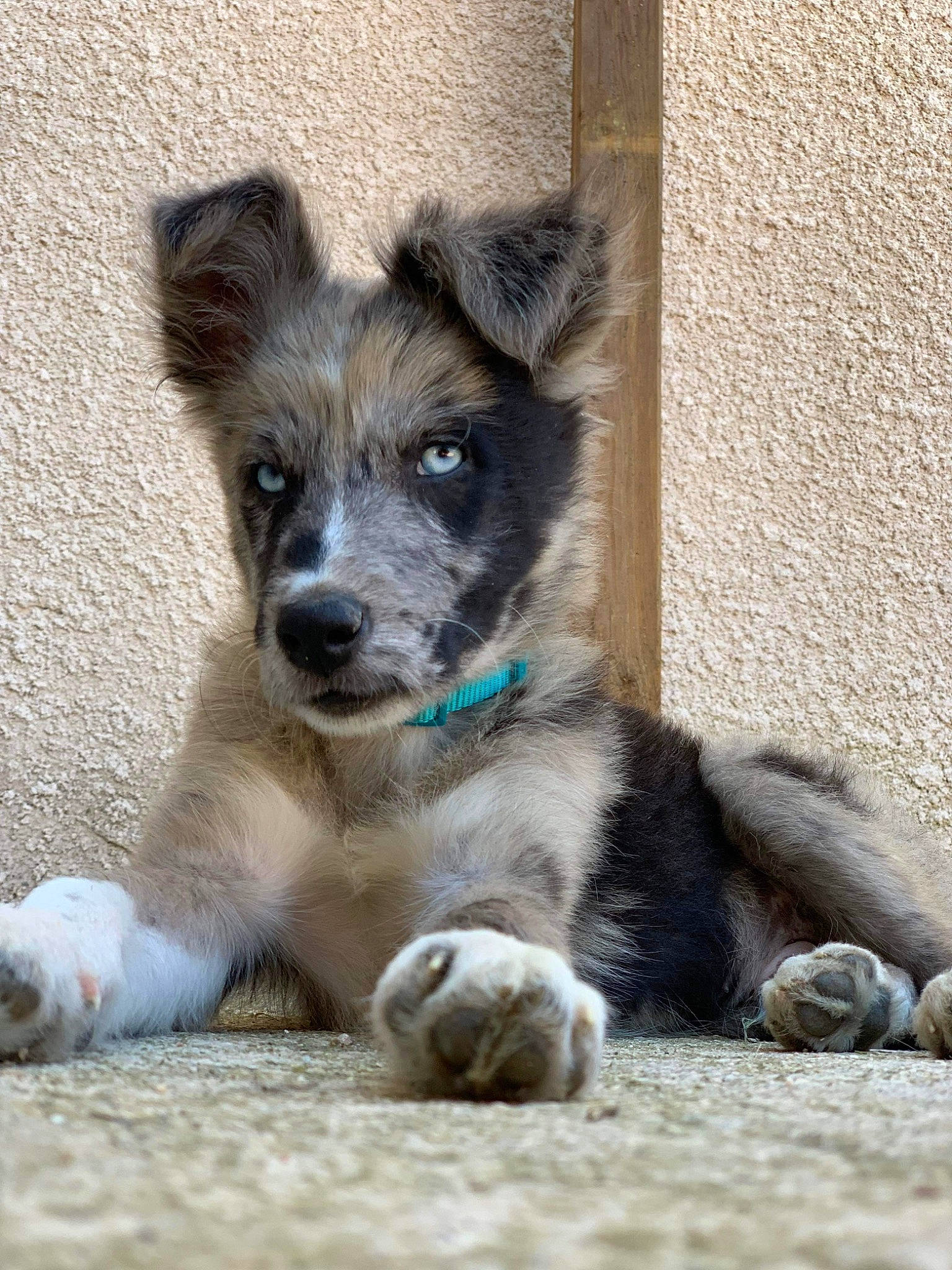 Terreur a rejoint le concours — aidez-le/la à gagner de superbes lots ! ancient_dog_breeds, canidae, carnivore, companion_dog, dog, dog_breed, fawn, fur, plant, puppy, snout, sporting_group, tail, terrestrial_animal, toy_dog, whiskers, working_animal, working_dog