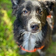 Algo participe au concours pour gagner de l'argent avec cette photo : dog, close_up, outdoor, pet, black_and_white, canine, leash, fur, ears, nose, whiskers, animal, portrait, grass, daylight, nature, curious, muzzle, eyes, focus