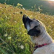 Mandy is registered to the contest to win money with this photo: dog, wildflowers, meadow, grass, sunlight, nature, outdoor, collar, animal, field, greenery, scenery, pet, summer, flora, sniffing, peaceful, pasture, canine, daylight