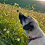 dog, wildflowers, meadow, grass, sunlight, nature, outdoor, collar, animal, field, greenery, scenery, pet, summer, flora, sniffing, peaceful, pasture, canine, daylight
