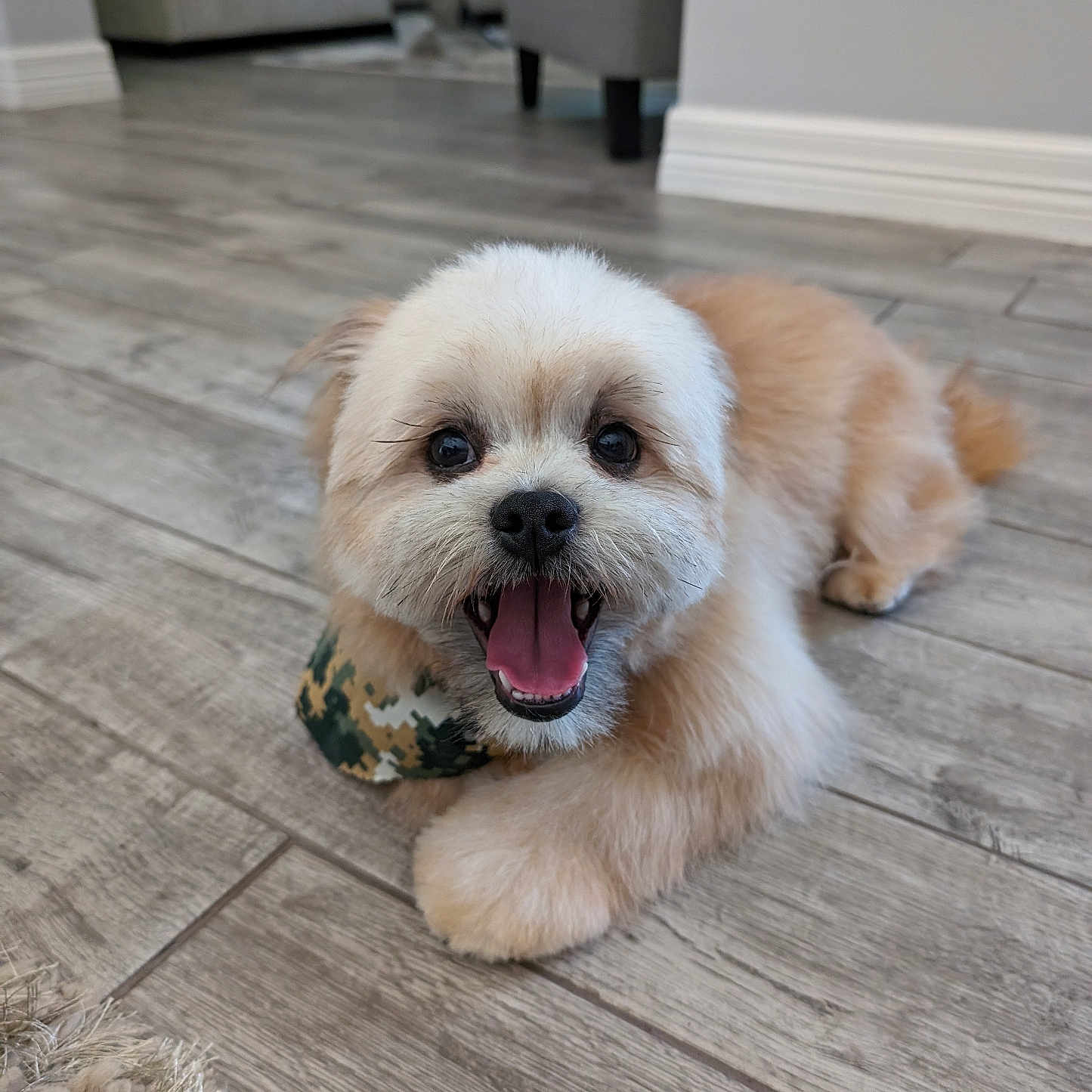 Oliver is registered to the contest to win money with this photo: animal, architecture, bodypart, building, canine, chair, couch, dog, furniture, hardwood, indoors, interiordesign, livingroom, mouth, pet, poodle, puppy, room, terrier, wood