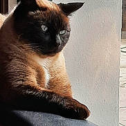 Natsu participe au concours pour gagner de l'argent avec cette photo : animal, blue_eyes, cat, closeup, curious, domestic_cat, feline, fur, indoor, mammal, natural_light, pet, portrait, quiet, relaxed, resting, siamese, side_view, whiskers, window