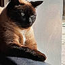 animal, blue_eyes, cat, closeup, curious, domestic_cat, feline, fur, indoor, mammal, natural_light, pet, portrait, quiet, relaxed, resting, siamese, side_view, whiskers, window