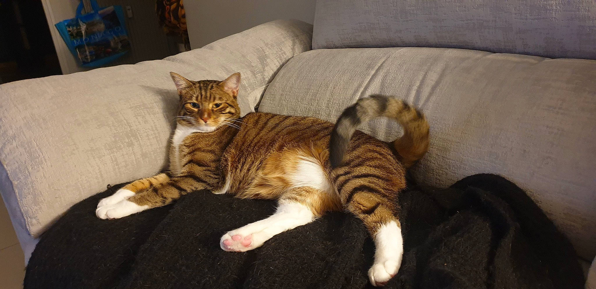 Razmo a rejoint le concours — aidez-le/la à gagner de superbes lots ! carnivore, cat, comfort, couch, domestic_short_haired_cat, fawn, felidae, flooring, fur, furniture, hardwood, mammal, paw, room, small_to_medium_sized_cats, snout, tail, vertebrate, whiskers, wood