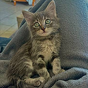 Maya participe au concours pour gagner de l'argent avec cette photo : kitten, cat, gray_cat, blue_eyes, fluffy, pet, indoor, blanket, cozy, sitting, curious, cute, young_cat, feline, fur, whiskers, lap, home, relaxing, domestic_animal
