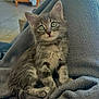 kitten, cat, gray_cat, blue_eyes, fluffy, pet, indoor, blanket, cozy, sitting, curious, cute, young_cat, feline, fur, whiskers, lap, home, relaxing, domestic_animal