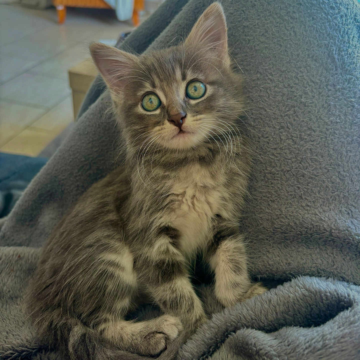 Maya participe au concours pour gagner de l'argent avec cette photo : blanket, blue_eyes, cat, cozy, curious, cute, domestic_animal, feline, fluffy, fur, gray_cat, home, indoor, kitten, lap, pet, relaxing, sitting, whiskers, young_cat