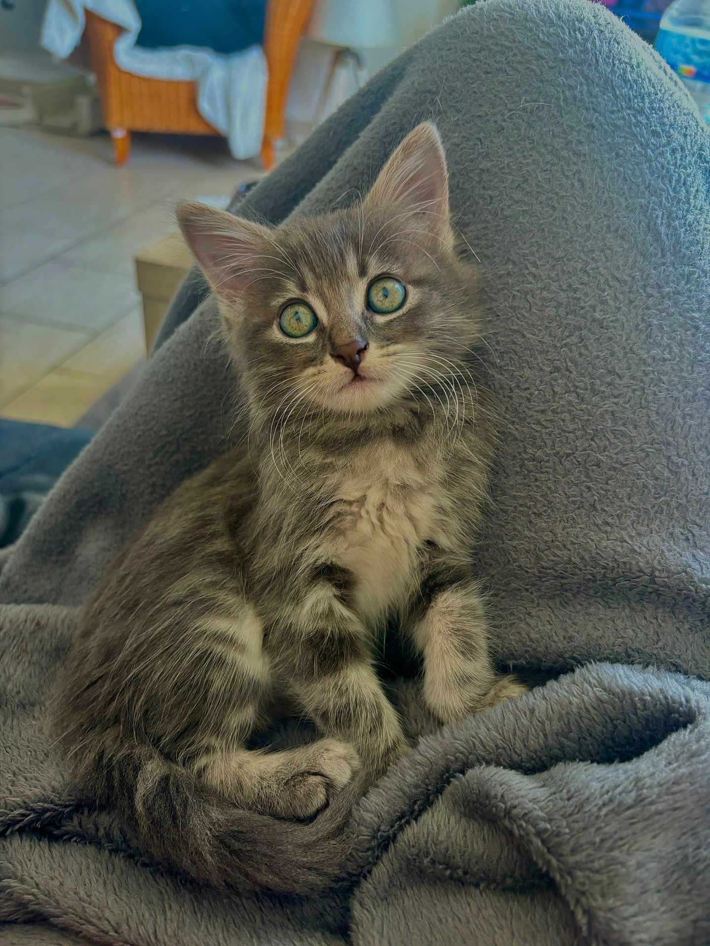 Maya participe au concours pour gagner de l'argent avec cette photo : kitten, cat, gray_cat, blue_eyes, fluffy, pet, indoor, blanket, cozy, sitting, curious, cute, young_cat, feline, fur, whiskers, lap, home, relaxing, domestic_animal