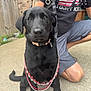 american_flag, beads, black_dog, black_shirt, brick_wall, casual_clothing, collar, concrete, cute, dog, fence, kneeling, necklace, outdoor, person, pet, puppy, shorts, sitting, tshirt