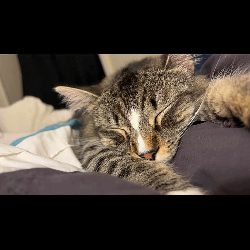 Bella joined the competition — help win amazing prizes! abyssinian, animal, bed, cat, couch, cushion, electronics, face, furniture, head, homedecor, indoors, interiordesign, kitten, manx, person, pet, photography, portrait, sleeping