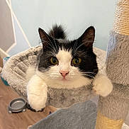 Hira is registered to the contest to win money with this photo: cat, black_and_white, pet, feline, cat_tree, scratching_post, cozy, indoors, fur, whiskers, paws, relaxed, curious, animal, mammal, hammock, home, floor, wooden_floor, closeup