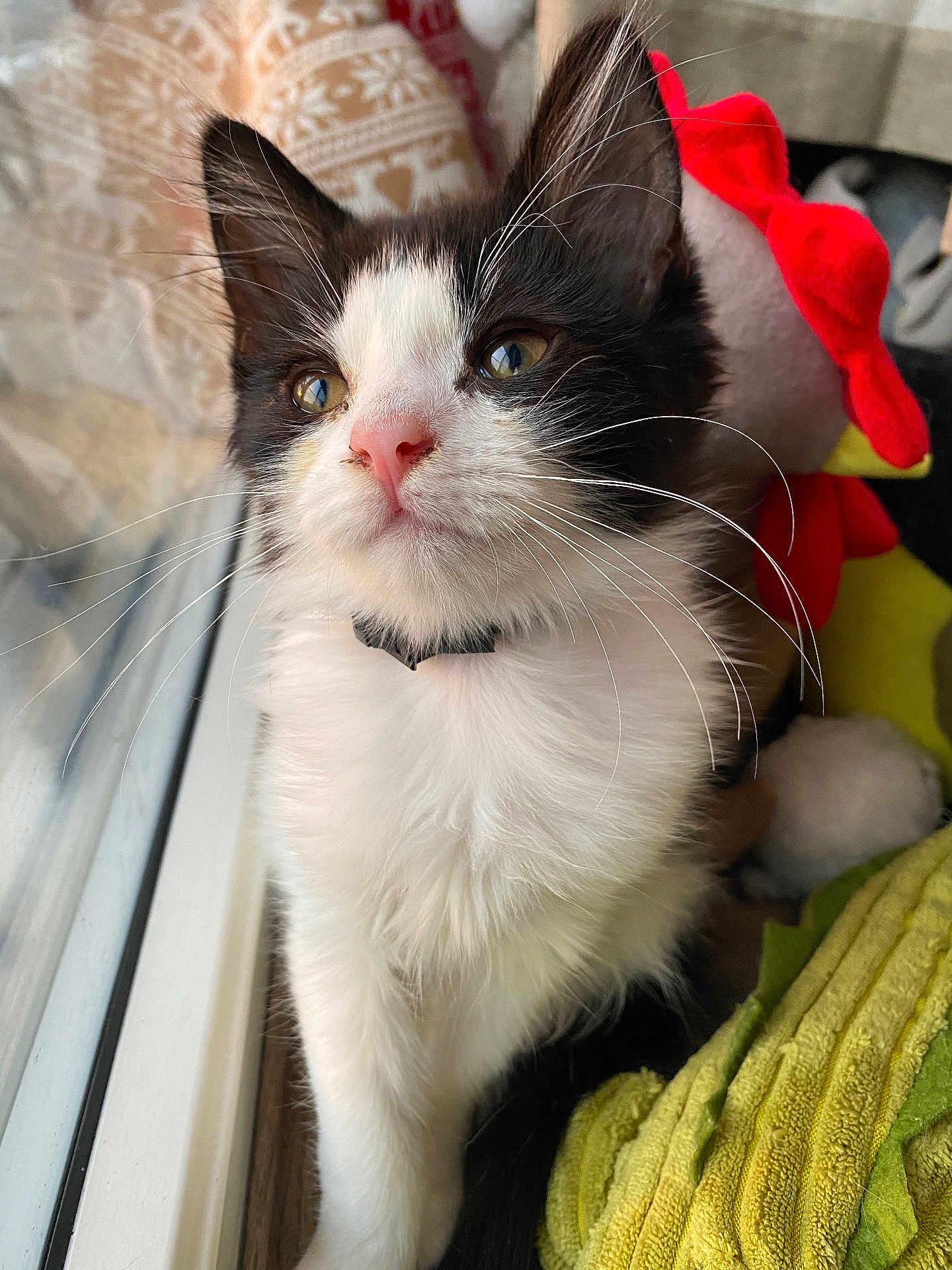 Hira is registered to the contest to win money with this photo: kitten, cat, black_and_white, whiskers, window, natural_light, plush_toy, blanket, cozy, close_up, pet, fur, indoor, curious, animal, young, cute, soft, domestic_cat, collar