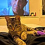 blanket, cat, cozy, curtains, face, feline, focus, fur, indoor, living_room, mammal, man, pet, relaxed, striped, tabby, television, toy, whiskers, window