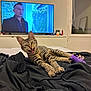 Pompom a rejoint le concours — aidez-le/la à gagner de superbes lots ! animal, bed, blanket, cat, cute, feline, home, indoor, mouth_open, person_on_tv, pet, playful, relaxed, room, screen, stretching, tabby, television, toy, window