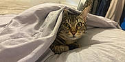Pompom a rejoint le concours — aidez-le/la à gagner de superbes lots ! animal, bed, blanket, cat, comfort, cozy, curious, cute, domestic, ears, eyes, feline, fur, indoor, paws, pet, resting, sleepy, tabby, whiskers