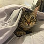 animal, bed, blanket, cat, comfort, cozy, curious, cute, domestic, ears, eyes, feline, fur, indoor, paws, pet, resting, sleepy, tabby, whiskers