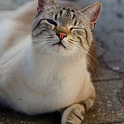 Dilem participe au concours pour gagner de l'argent avec cette photo : cat, tabby, animal, pet, whiskers, paw, fur, closeup, outdoor, stone, gray, white, relaxed, winking, cute, mammal, face, nose, ears, daylight
