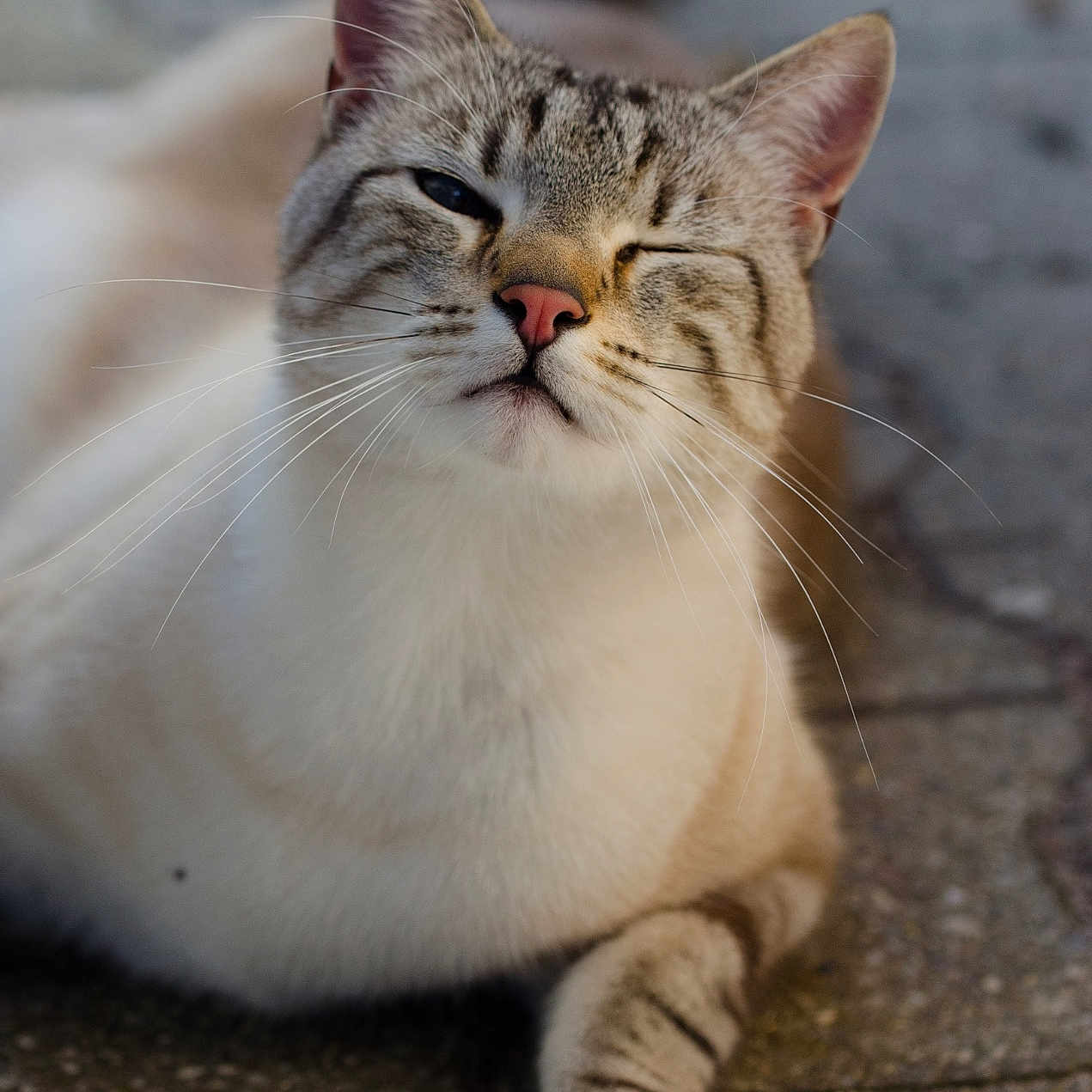 Dilem participe au concours pour gagner de l'argent avec cette photo : animal, cat, closeup, cute, daylight, ears, face, fur, gray, mammal, nose, outdoor, paw, pet, relaxed, stone, tabby, whiskers, white, winking