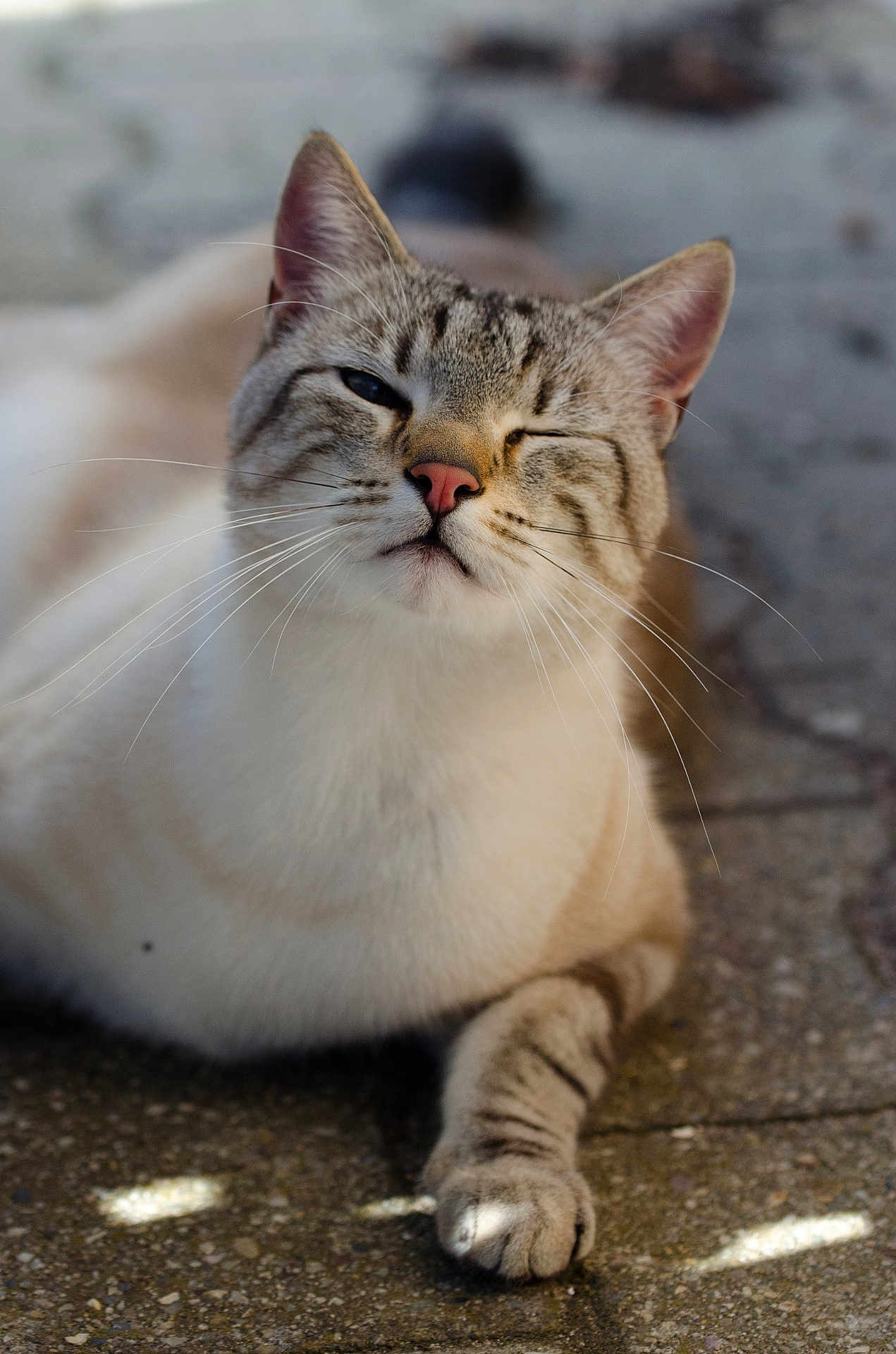 Dilem participe au concours pour gagner de l'argent avec cette photo : cat, tabby, animal, pet, whiskers, paw, fur, closeup, outdoor, stone, gray, white, relaxed, winking, cute, mammal, face, nose, ears, daylight