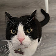 Harlow is registered to the contest to win money with this photo: animal, bell, black_and_white, cat, close_up, collar, curious, cute, domestic_cat, ears, feline, floor, household, indoor, looking_up, pet, pink_nose, tail, whiskers, wooden_floor