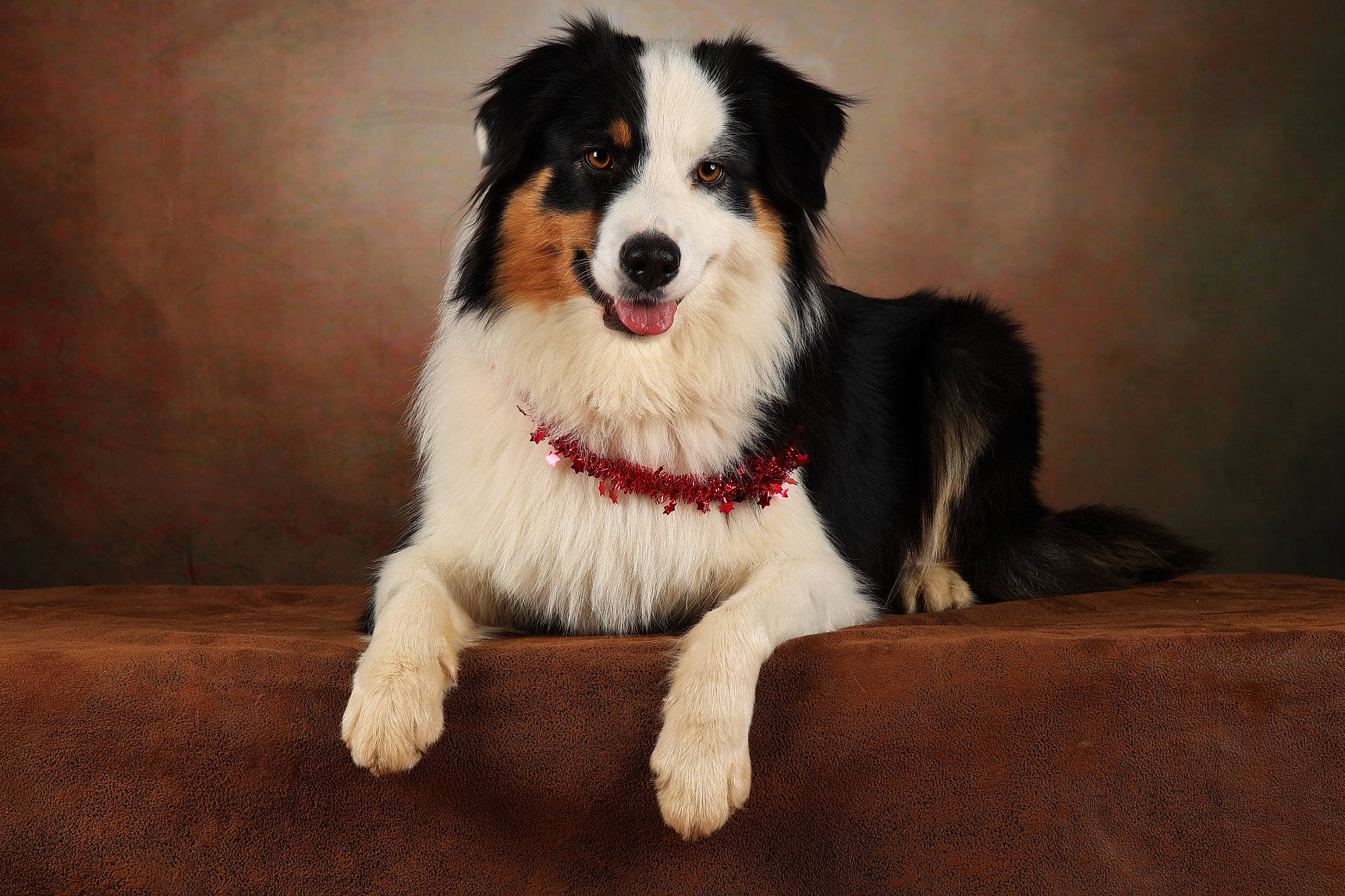 Saya participe au concours pour gagner de l'argent avec cette photo : ancient_dog_breeds, art, australian_collie, australian_shepherd, ball, border_collie, carnivore, collie, companion_dog, dog, dog_breed, fur, herding_dog, paw, rough_collie, scotch_collie, whiskers, working_animal, working_dog