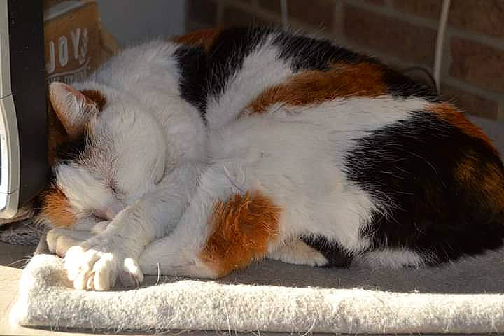 Alouna a rejoint le concours — aidez-le/la à gagner de superbes lots ! aegean_cat, carnivore, cat, claw, domestic_short_haired_cat, fawn, felidae, fur, kitten, mammal, nap, small_to_medium_sized_cats, tail, whiskers