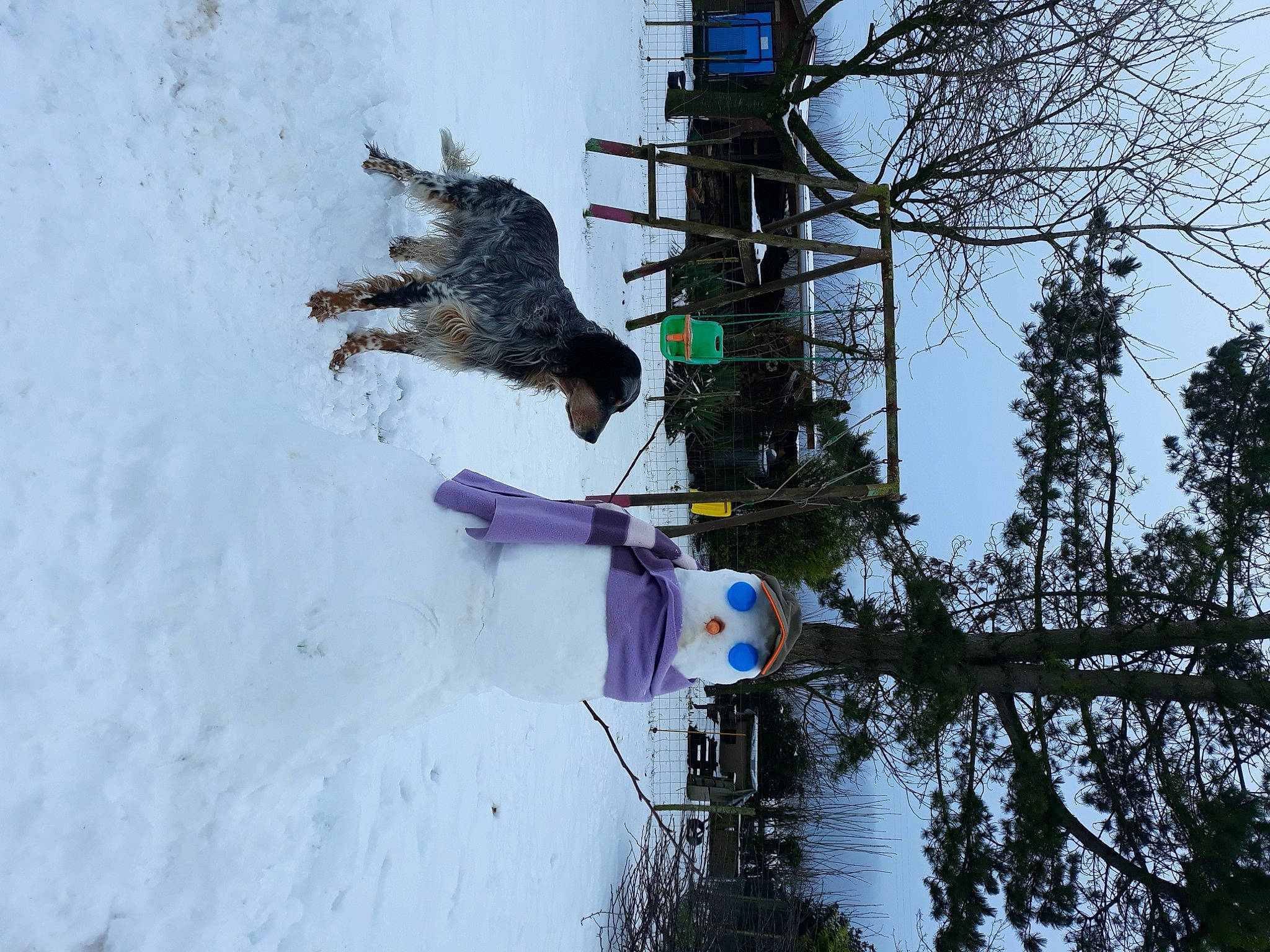 Junior a rejoint le concours — aidez-le/la à gagner de superbes lots ! geological_phenomenon, organism, plant, reflection, snow, tree, water, winter
