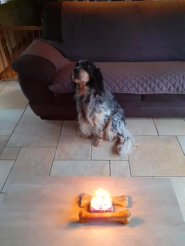 Junior a rejoint le concours — aidez-le/la à gagner de superbes lots ! canidae, carnivore, dog, dog_breed, english_cocker_spaniel, fawn, spaniel, sporting_group