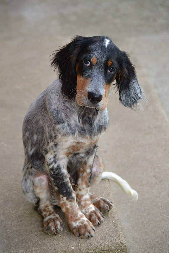 Junior participe au concours pour gagner de l'argent avec cette photo : blue_picardy_spaniel, canidae, carnivore, companion_dog, dog, dog_breed, english_setter, french_spaniel, german_longhaired_pointer, hunting_dog, mammal, picardy_spaniel, rare_breed_dog, russian_spaniel, setter, small_munsterlander, spaniel, sporting_group, vertebrate