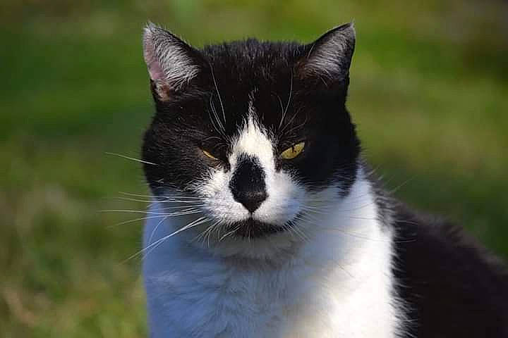 Bob participe au concours pour gagner de l'argent avec cette photo : aegean_cat, american_wirehair, black_and_white, carnivore, cat, close_up, domestic_short_haired_cat, eye, felidae, fur, grass, mammal, nose, photography, plant, polydactyl_cat, small_to_medium_sized_cats, snout, whiskers, wildlife