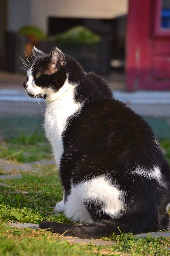 Bob a rejoint le concours — aidez-le/la à gagner de superbes lots ! aegean_cat, american_wirehair, carnivore, cat, domestic_short_haired_cat, felidae, fur, grass, japanese_bobtail, mammal, plant, polydactyl_cat, small_to_medium_sized_cats, snout, tail, whiskers