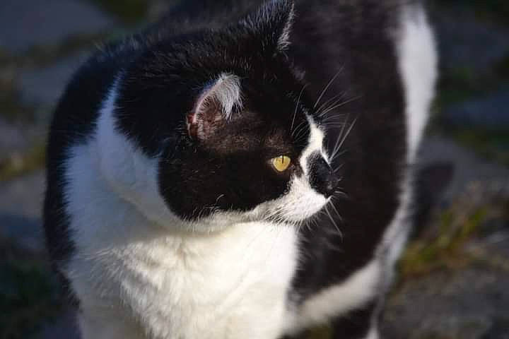 Bob a rejoint le concours — aidez-le/la à gagner de superbes lots ! american_wirehair, black_and_white, carnivore, cat, domestic_short_haired_cat, european_shorthair, eye, felidae, fur, mammal, polydactyl_cat, small_to_medium_sized_cats, snout, tail, whiskers