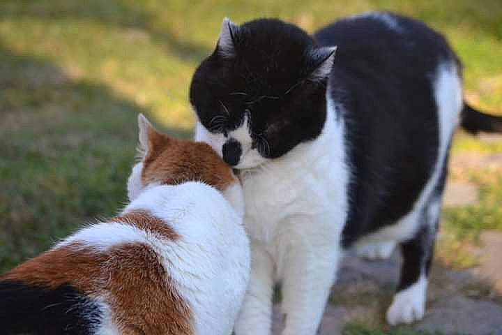 Bob a rejoint le concours — aidez-le/la à gagner de superbes lots ! canidae, carnivore, cat, companion_dog, dog, dog_breed, domestic_short_haired_cat, felidae, karelian_bear_dog, mammal, small_to_medium_sized_cats, sporting_group, tail, vertebrate, whiskers