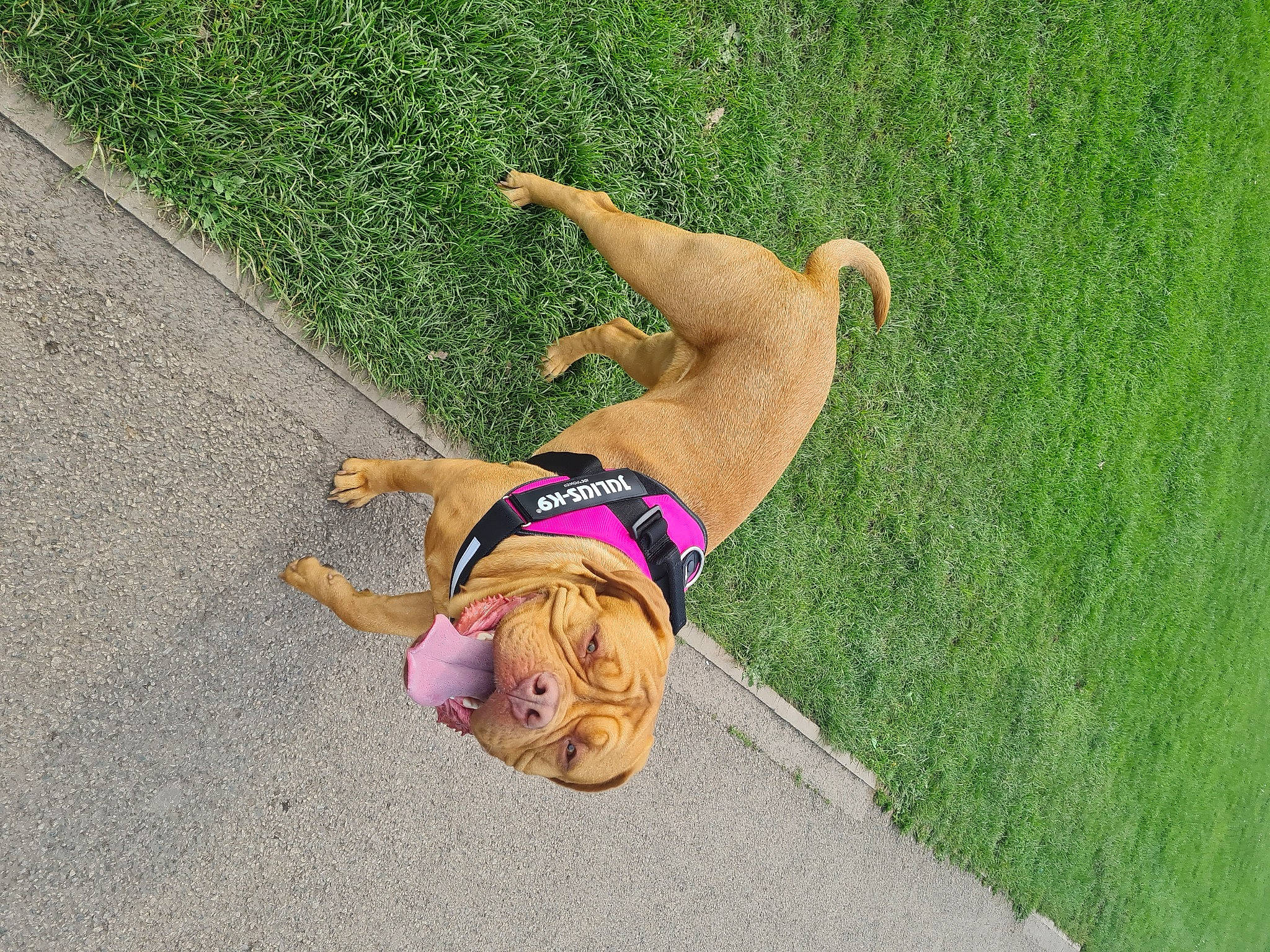 Luna is registered to the contest to win money with this photo: barefoot, fawn, foot, grass, grass_family, happy, human_leg, knee, lawn, leisure, people_in_nature, plant, recreation, shorts, sun_tanning, sunglasses, thigh, tree, trunk, waist