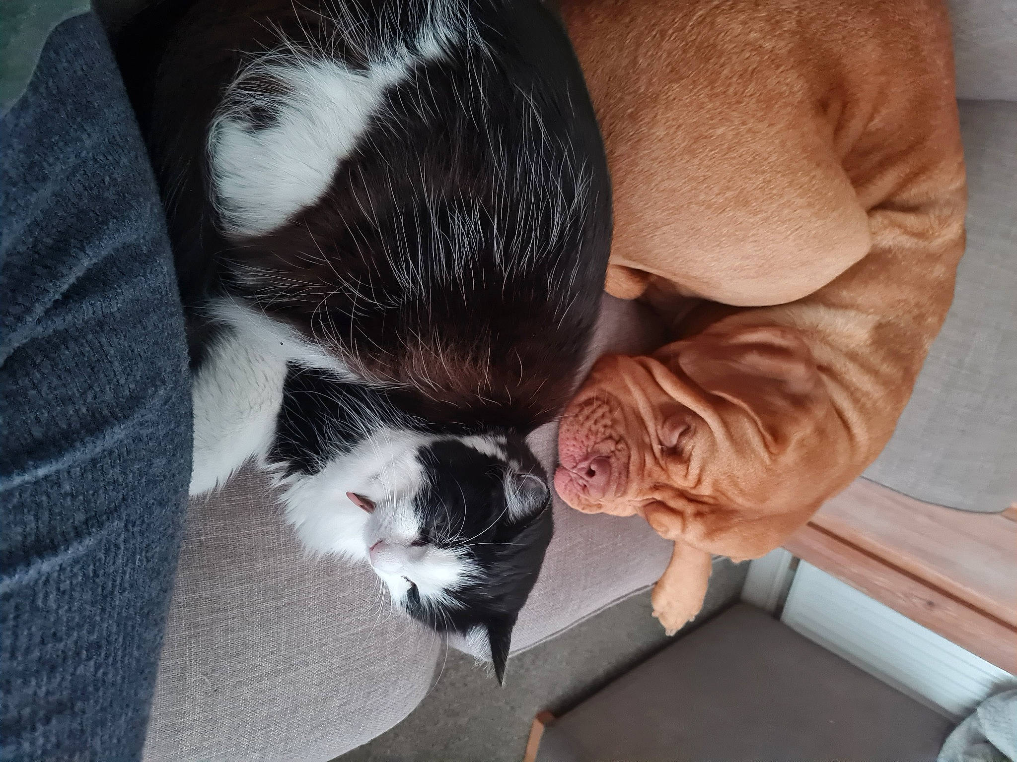 Kiki joined the competition — help win amazing prizes! carnivore, cat, comfort, companion_dog, domestic_short_haired_cat, fawn, felidae, flooring, fur, hardwood, human_leg, mammal, small_to_medium_sized_cats, smile, snout, tail, tree, vertebrate, whiskers, wood