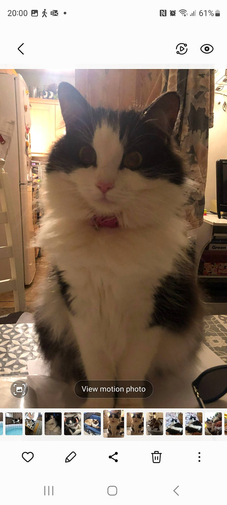 Kiki joined the competition — help win amazing prizes! cabinetry, carnivore, cat, domestic_short_haired_cat, felidae, fur, photo_caption, small_to_medium_sized_cats, snout, tail, whiskers, window