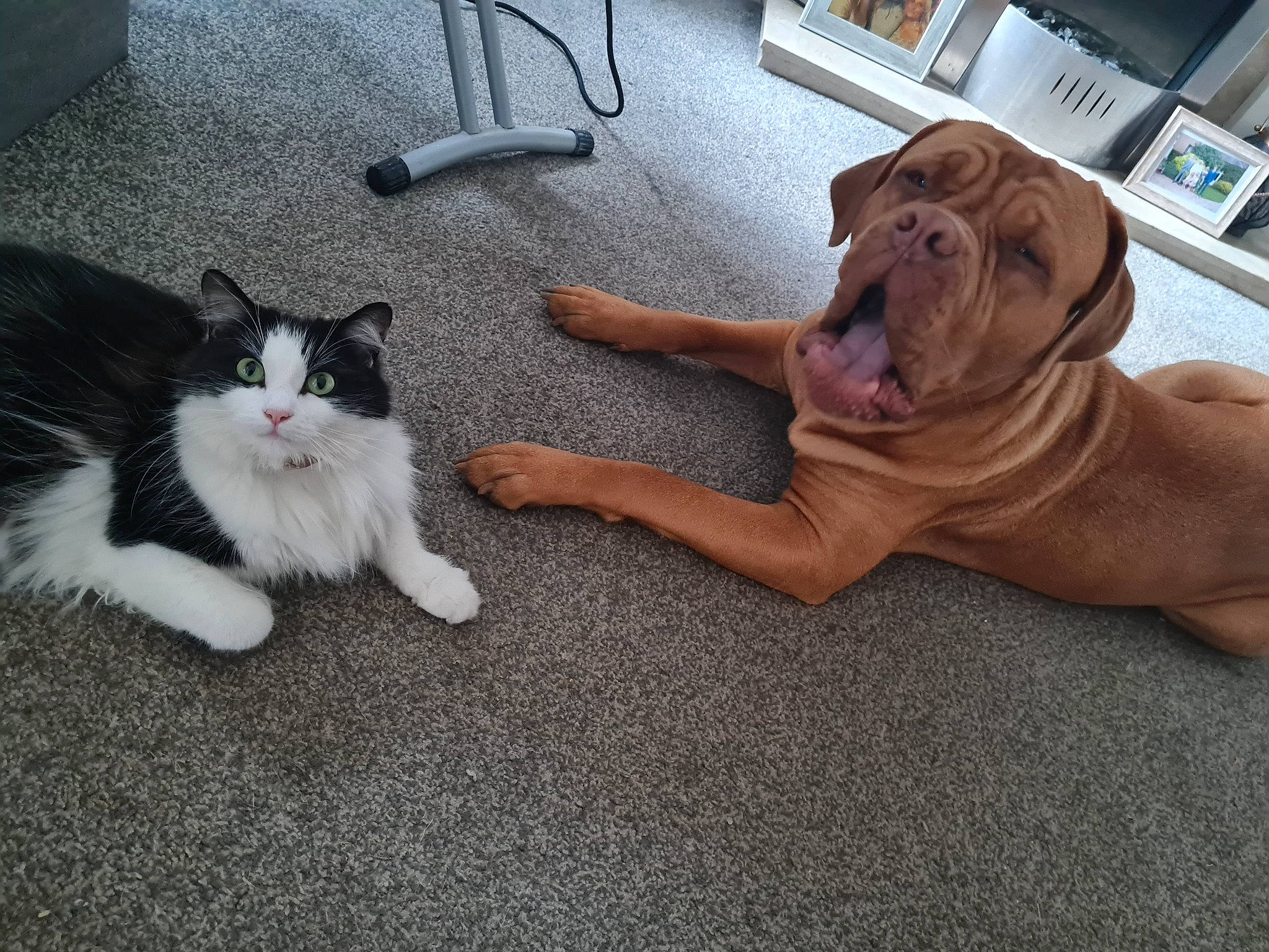 Kiki joined the competition — help win amazing prizes! carnivore, cat, comfort, companion_dog, dog, fawn, felidae, floor, flooring, foot, fur, hardwood, human_leg, liver, paw, small_to_medium_sized_cats, tail, vertebrate, working_animal, wrinkle