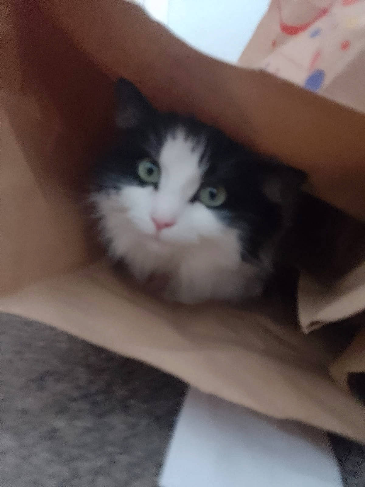 Kiki is registered to the contest to win money with this photo: box, cardboard, carnivore, cat, comfort, domestic_short_haired_cat, ear, eye, felidae, fur, hair, head, iris, leg, packaging_and_labeling, paw, small_to_medium_sized_cats, snout, tail, whiskers