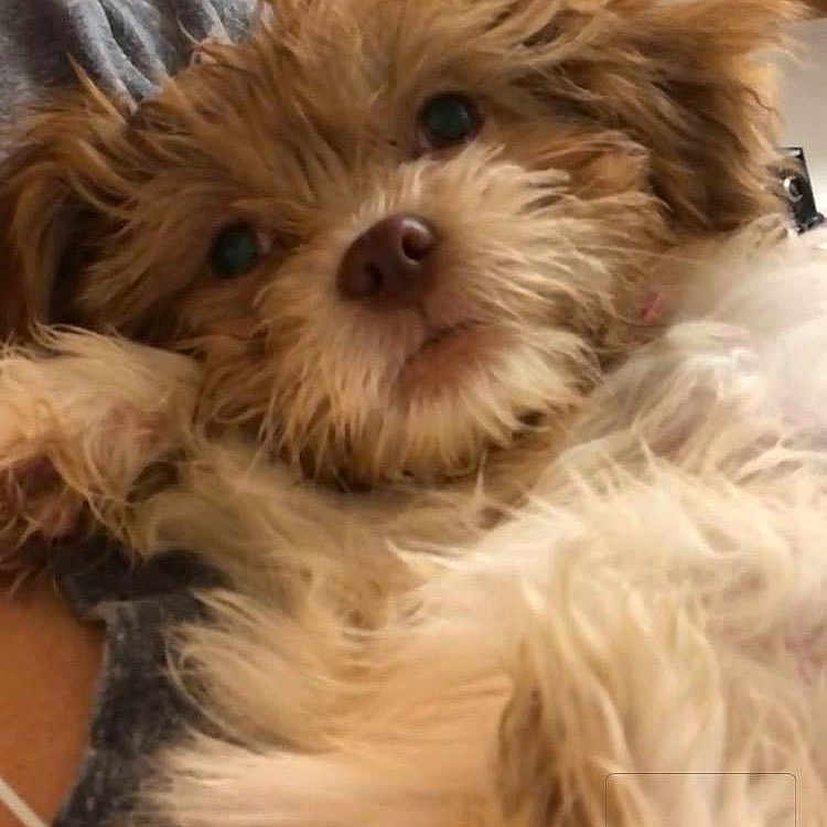 Mackenzie is registered to the contest to win money with this photo: biewer_terrier, bolonka, carnivoran, chinese_imperial_dog, companion_dog, dog, dog_breed, dog_breed_group, dog_like_mammal, havanese, lhasa_apso, lowchen, morkie, poodle_crossbreed, puppy, schnoodle, shih_tzu, snout, terrier, vertebrate